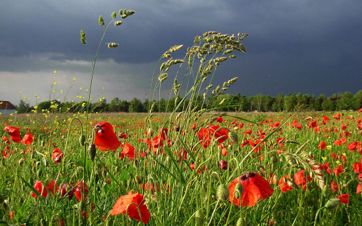 492664 (a): :2560x1600